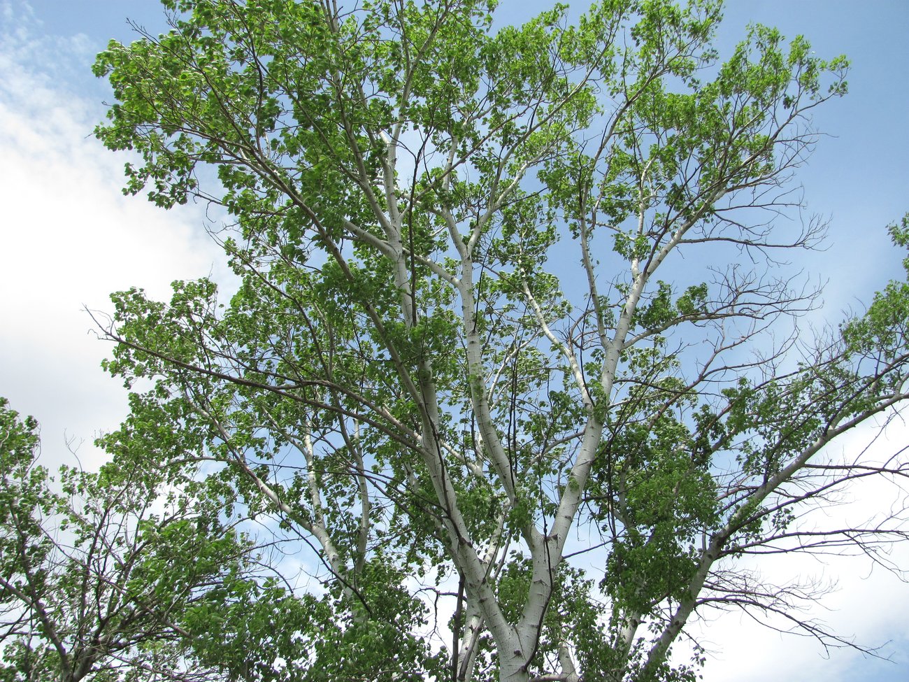 Image of Populus alba specimen.