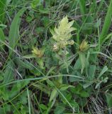 Melampyrum chlorostachyum