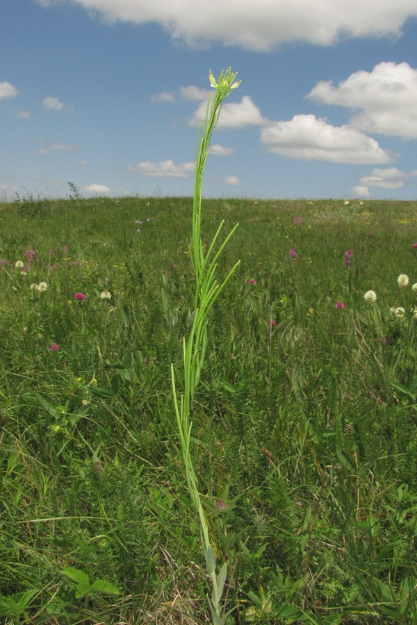 Image of Turritis glabra specimen.