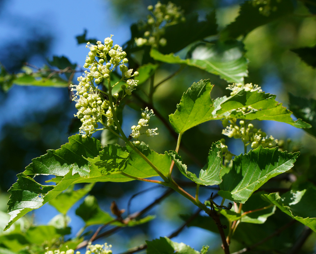 Image of Acer tataricum specimen.