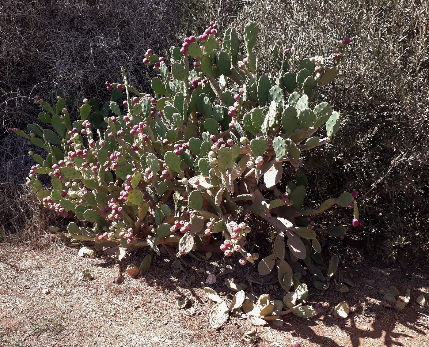 Image of genus Opuntia specimen.