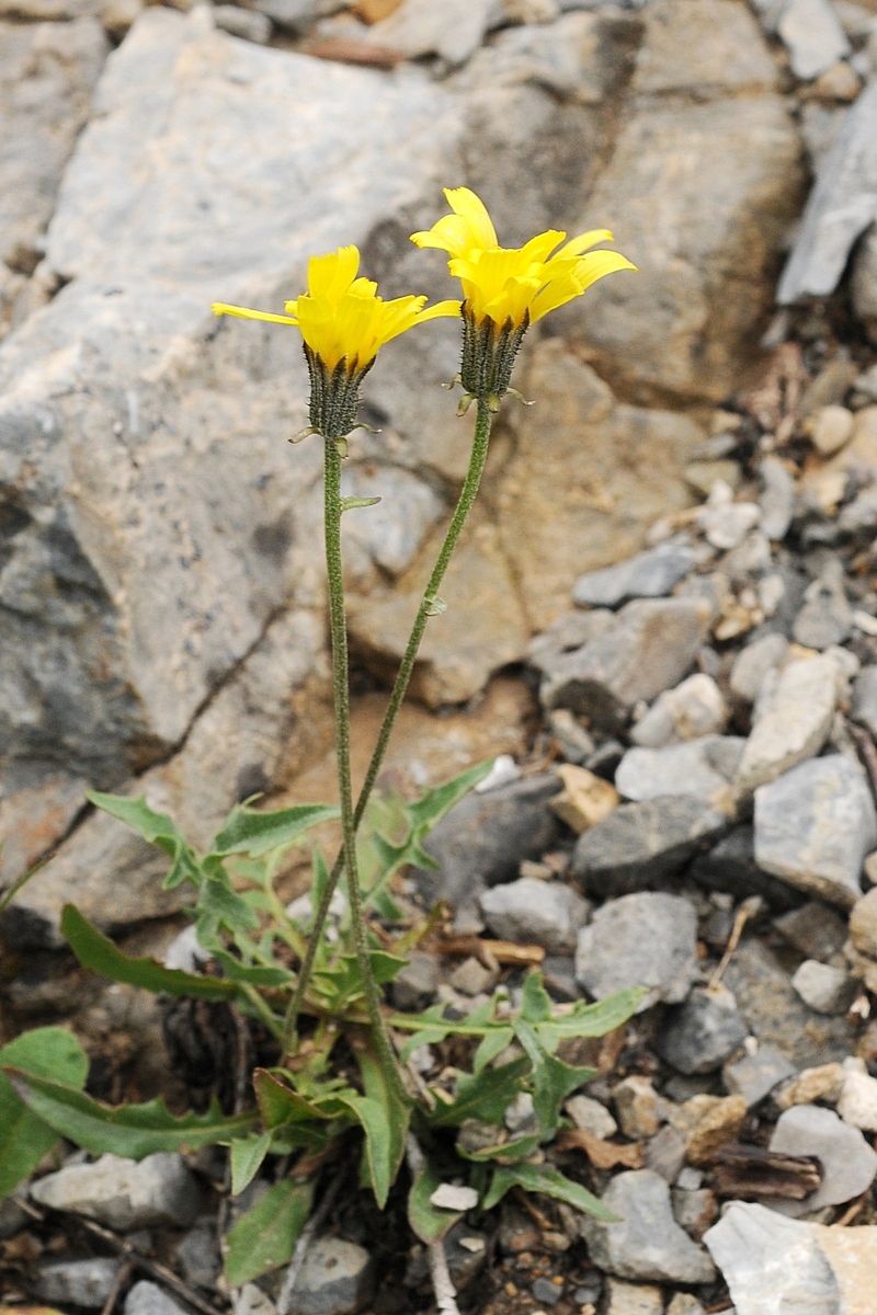 Изображение особи Crepis oreades.