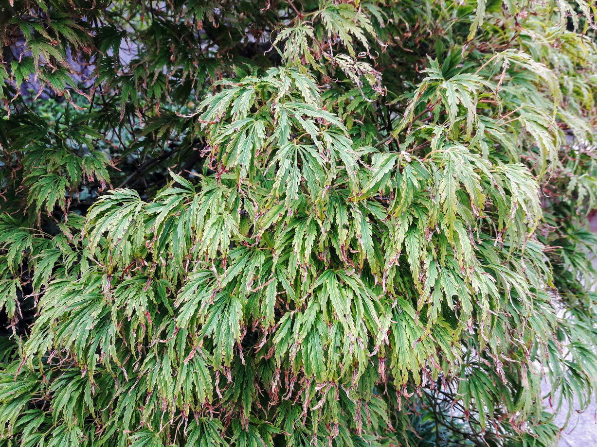 Image of Acer palmatum specimen.