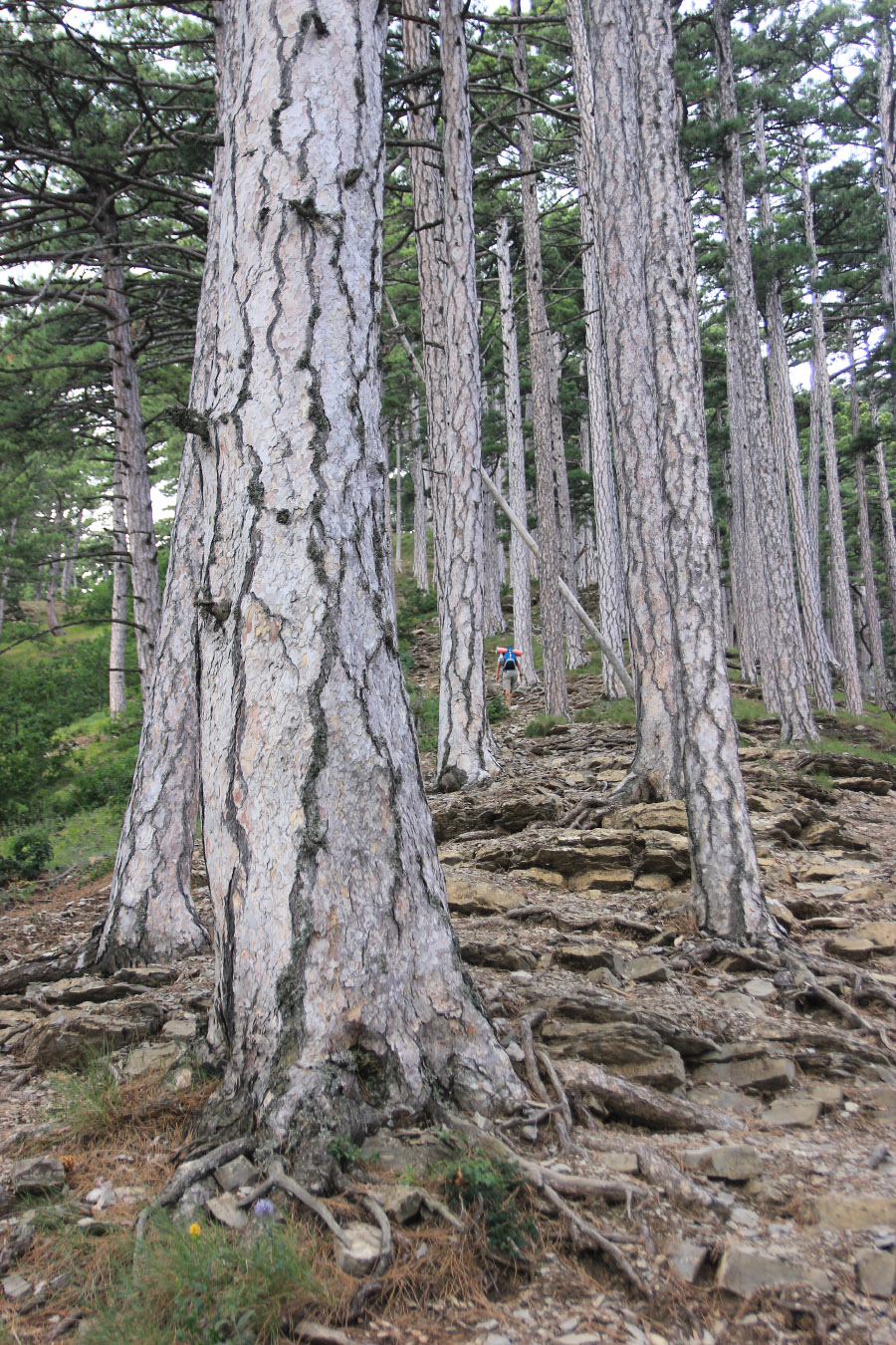 Изображение особи Pinus pallasiana.