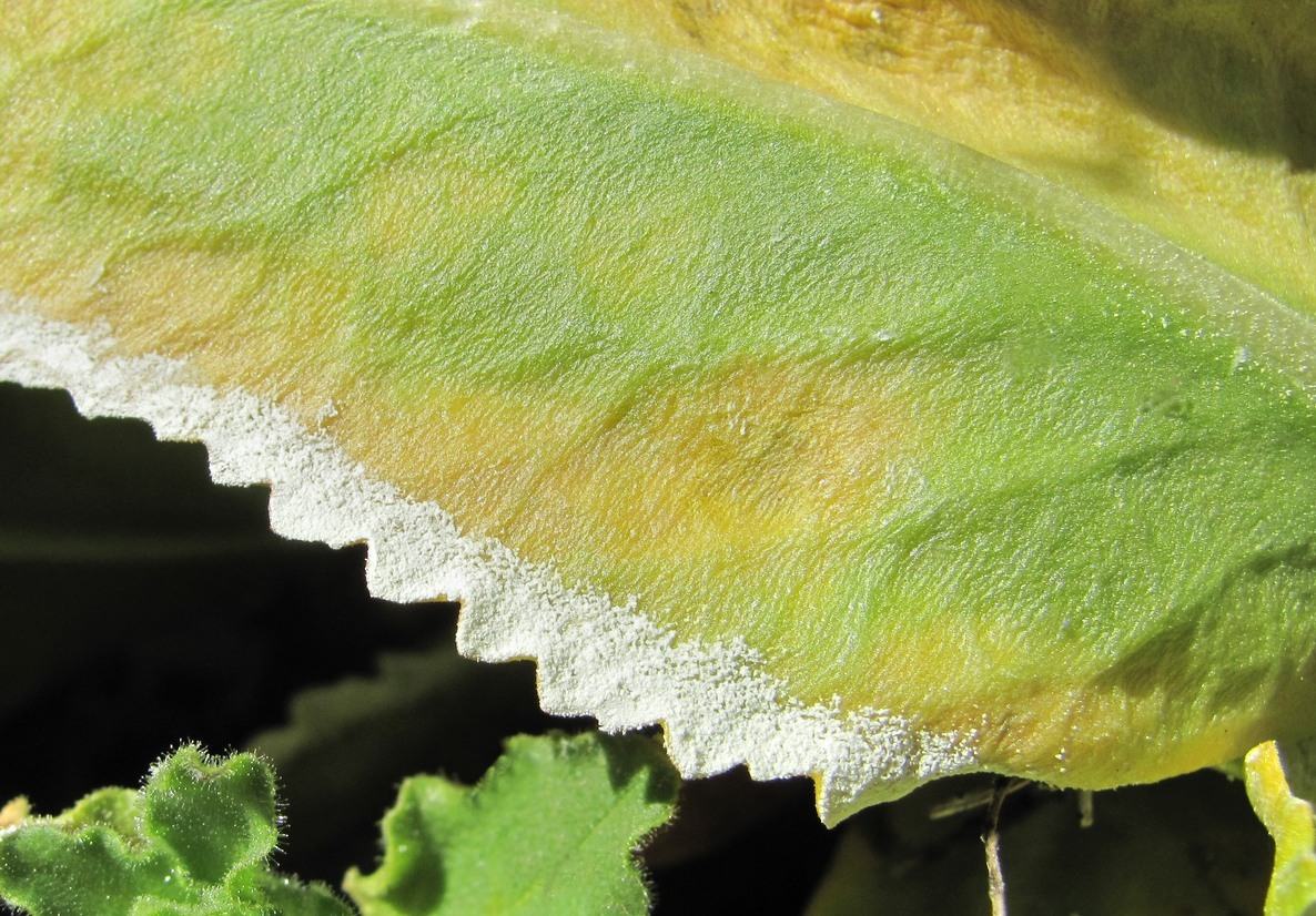 Image of Primula bayernii specimen.