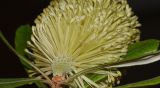 Banksia integrifolia