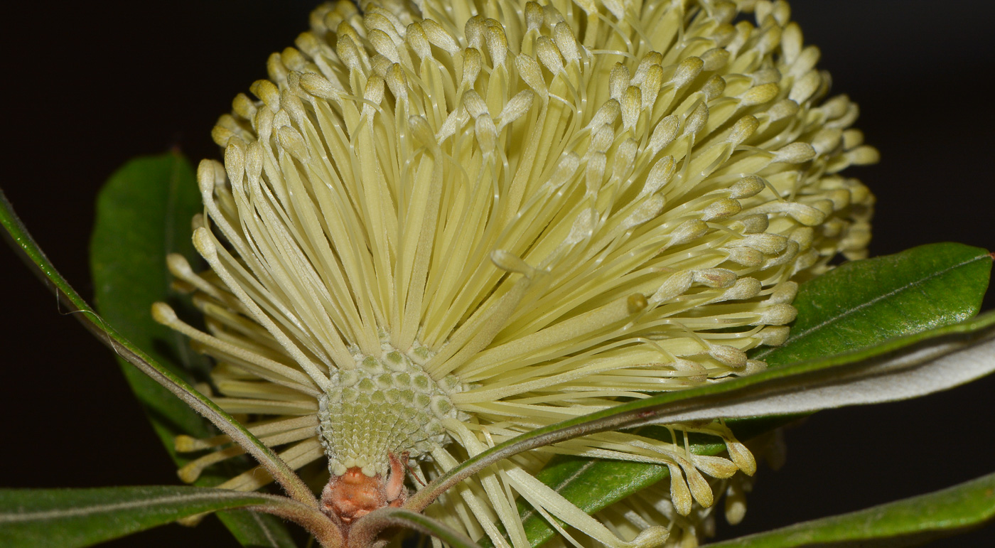 Изображение особи Banksia integrifolia.