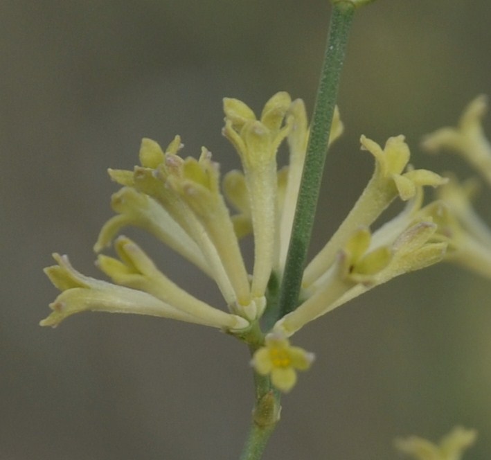 Изображение особи Asperula aristata.
