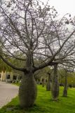 Ceiba chodatii