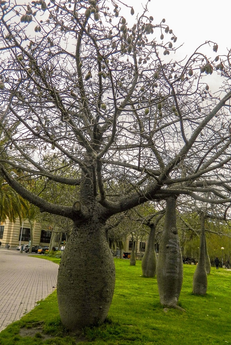 Image of Ceiba chodatii specimen.