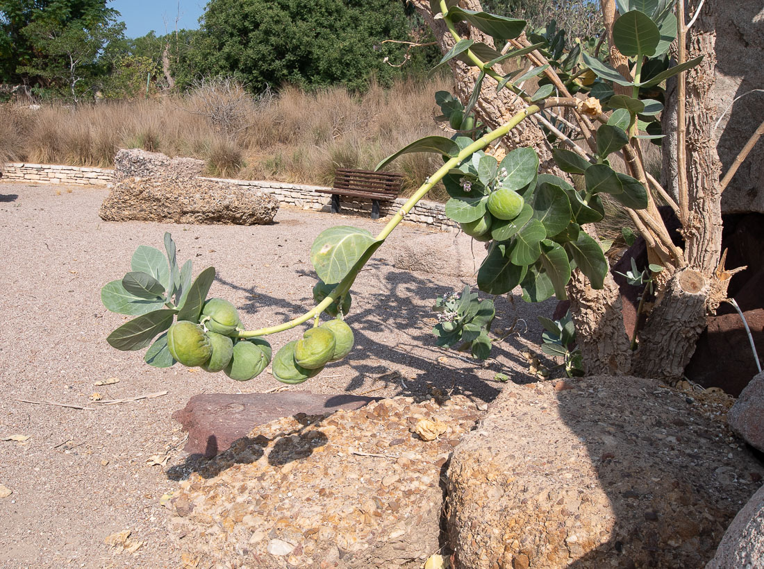 Image of Calotropis procera specimen.