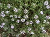 Ziziphora clinopodioides