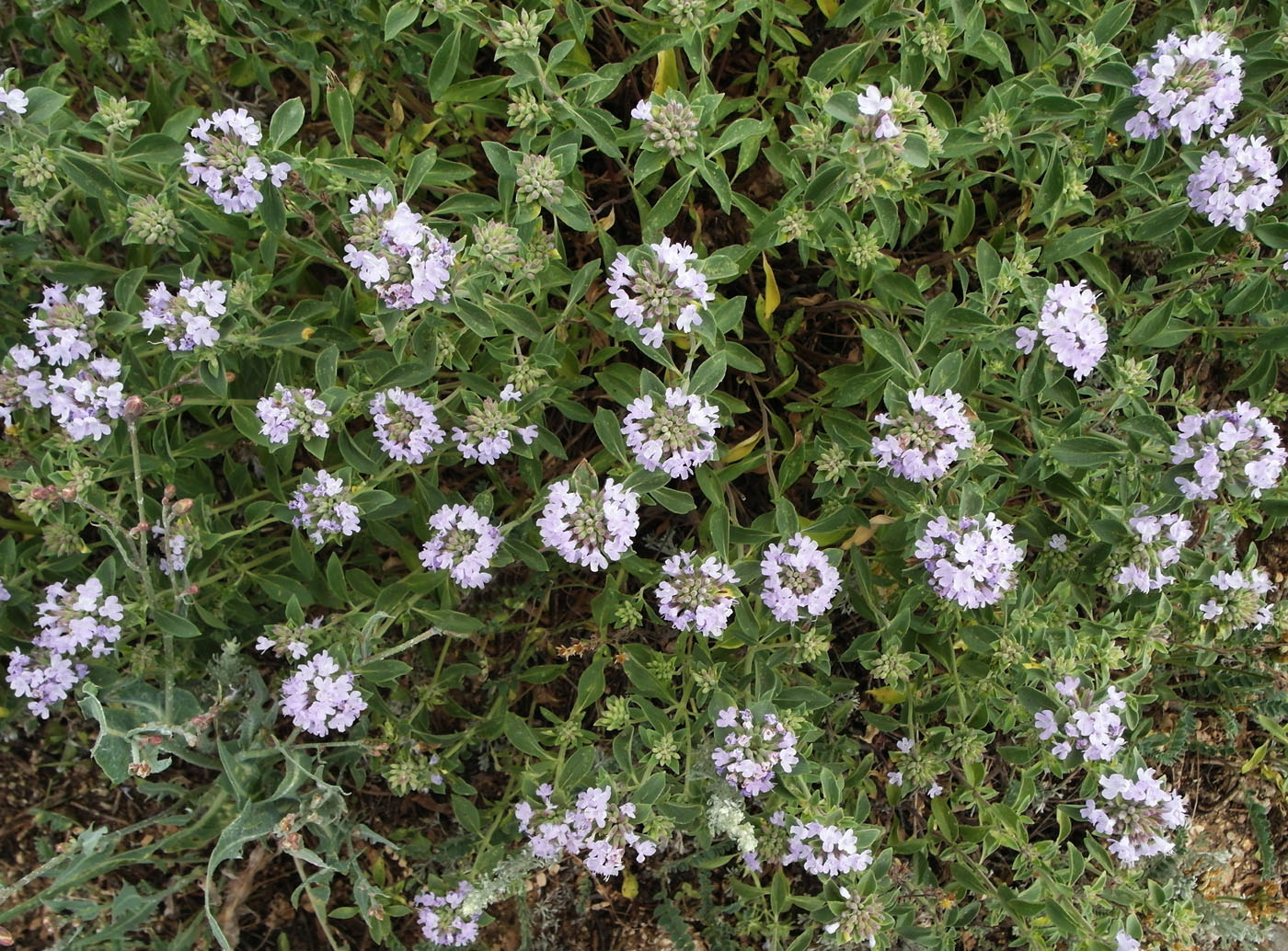 Image of Ziziphora clinopodioides specimen.