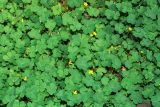 Oxalis corniculata