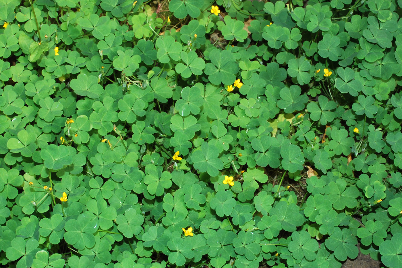 Изображение особи Oxalis corniculata.