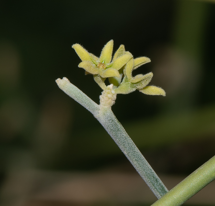 Image of Leptadenia pyrotechnica specimen.