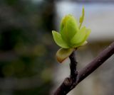 Liriodendron tulipifera