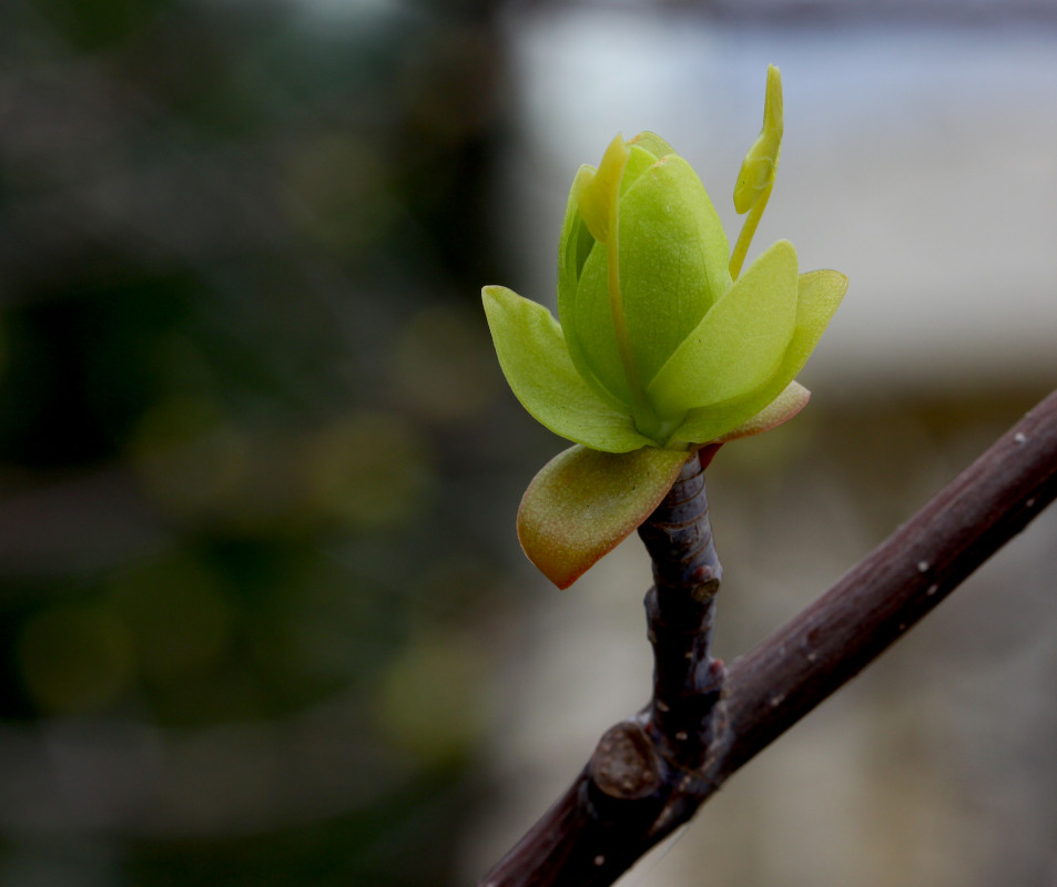 Image of Liriodendron tulipifera specimen.