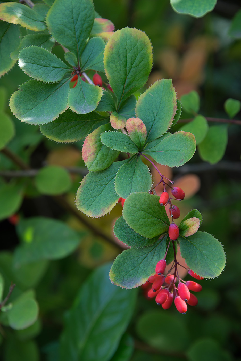 Изображение особи род Berberis.