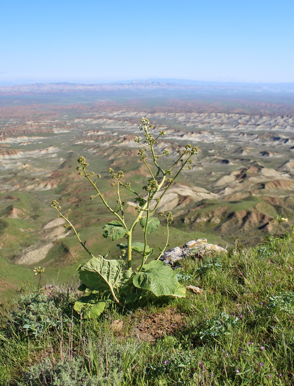 Изображение особи Crambe kotschyana.