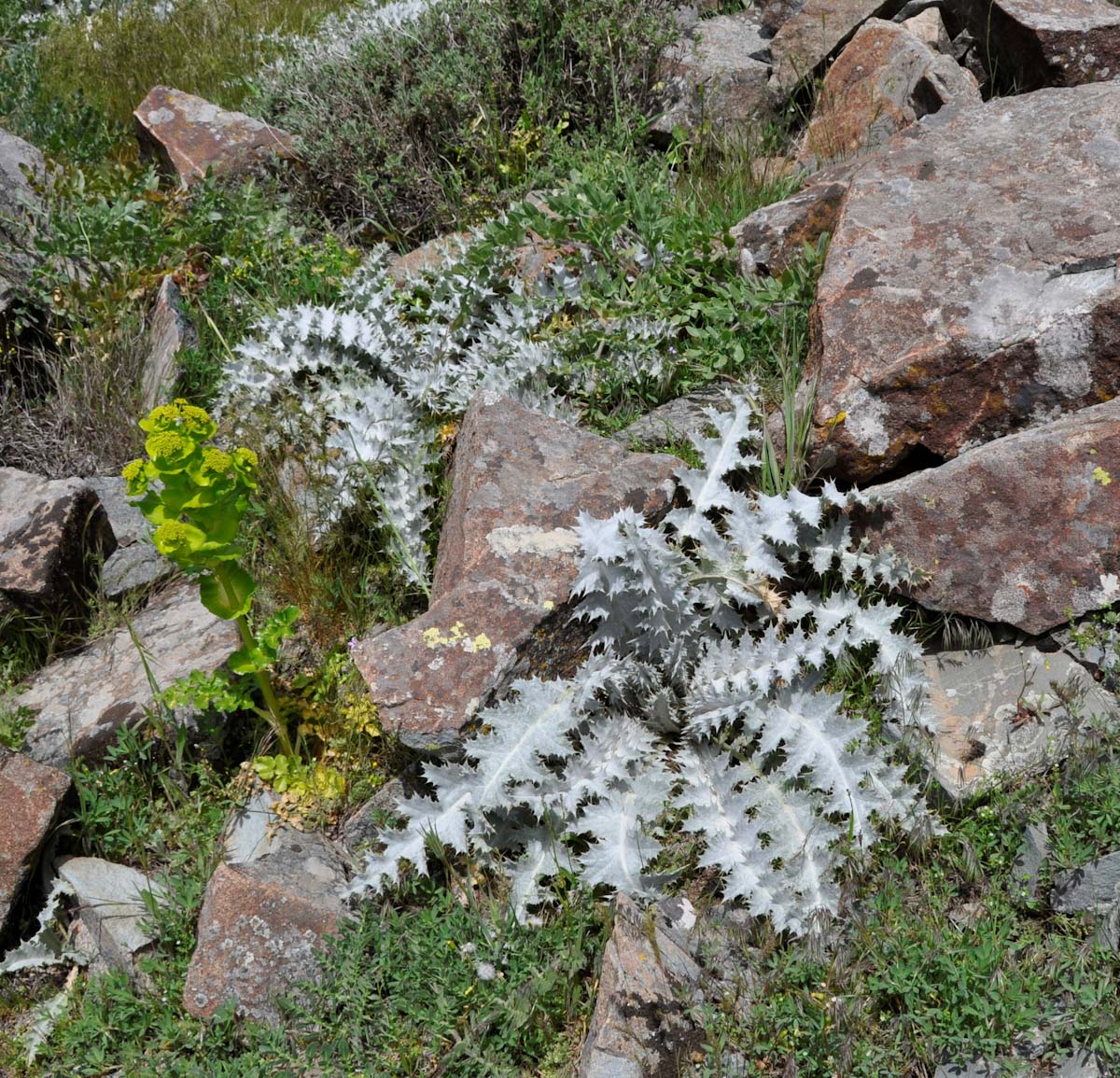 Image of Onopordum bracteatum specimen.