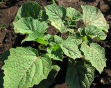 Physalis pubescens