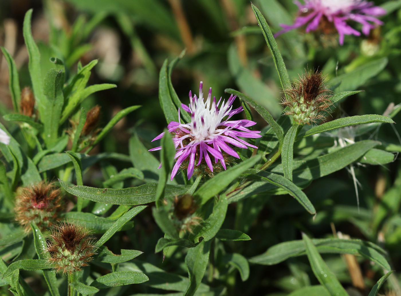 Image of Centaurea trichocephala specimen.