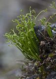 Asplenium septentrionale