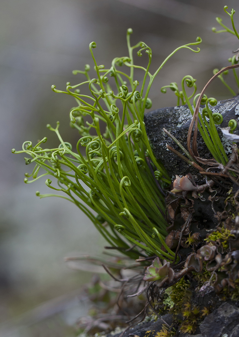 Image of Asplenium septentrionale specimen.