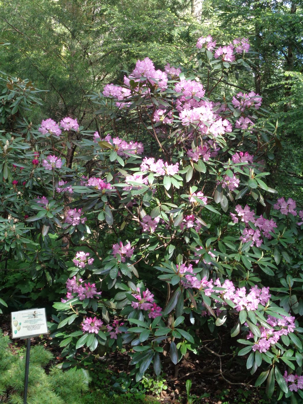 Image of Rhododendron insigne specimen.