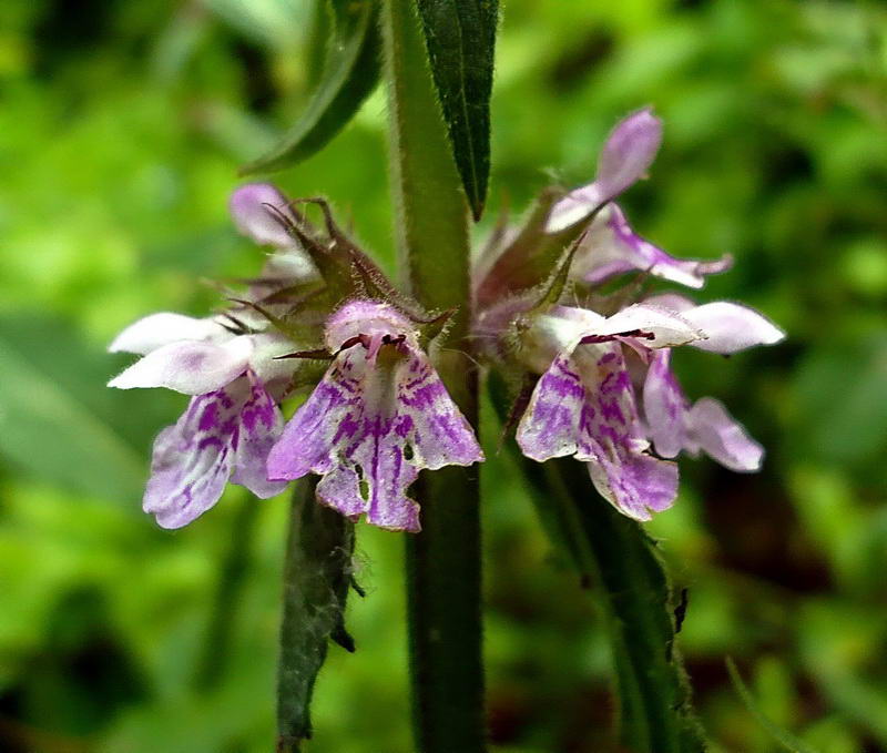 Image of Stachys palustris specimen.