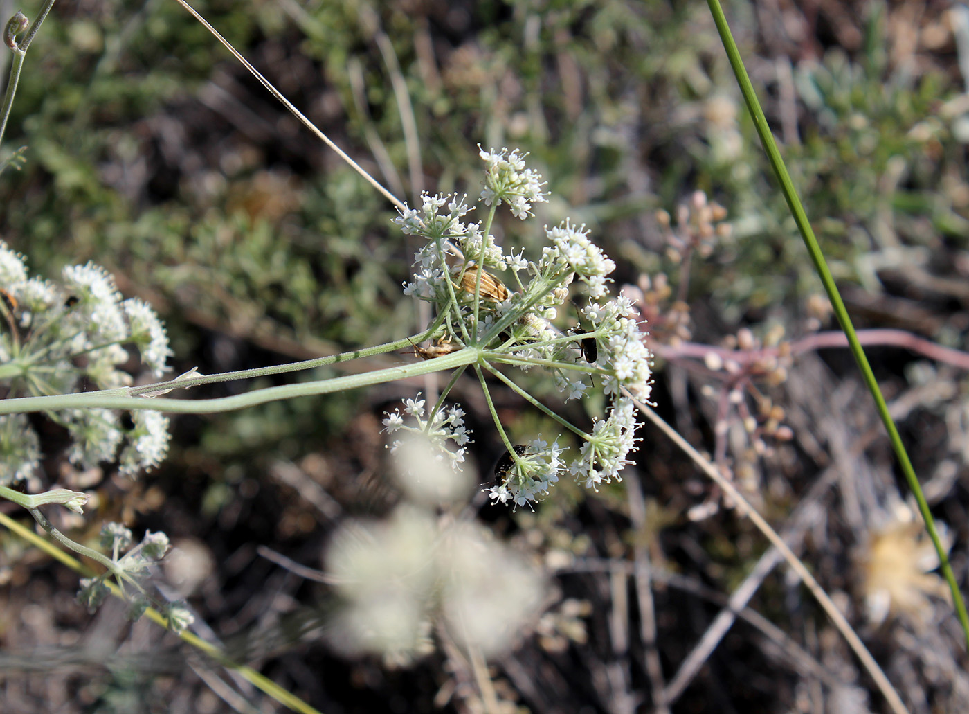 Изображение особи Pimpinella tragium.