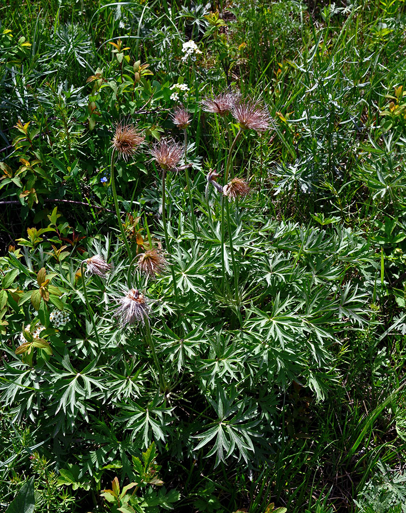 Image of Pulsatilla multifida specimen.