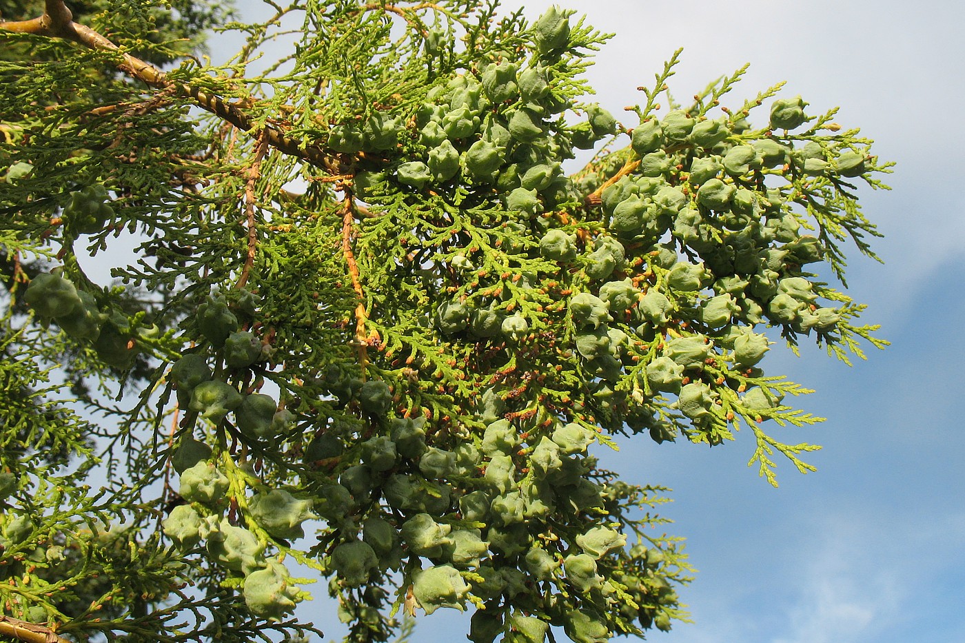 Изображение особи Platycladus orientalis.