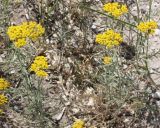 Achillea micrantha