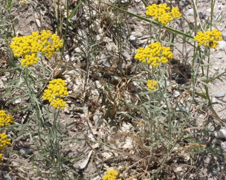 Изображение особи Achillea micrantha.