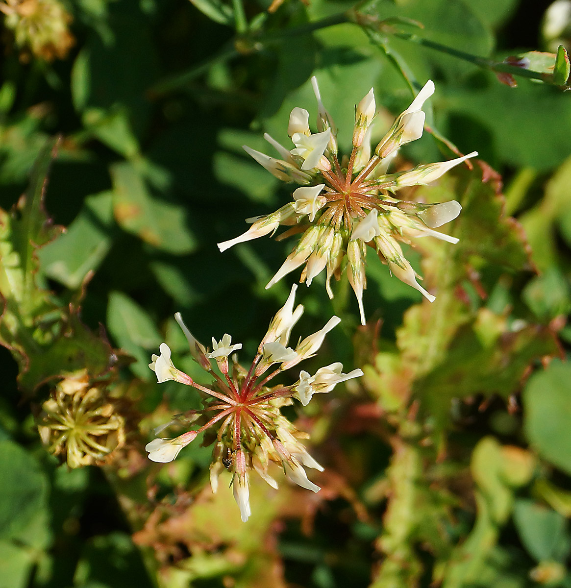 Image of Trifolium repens specimen.