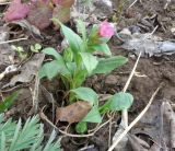 Pulmonaria obscura. Расцветающее растение. Тверская обл., Весьегонск, в культуре. 2 мая 2019 г.