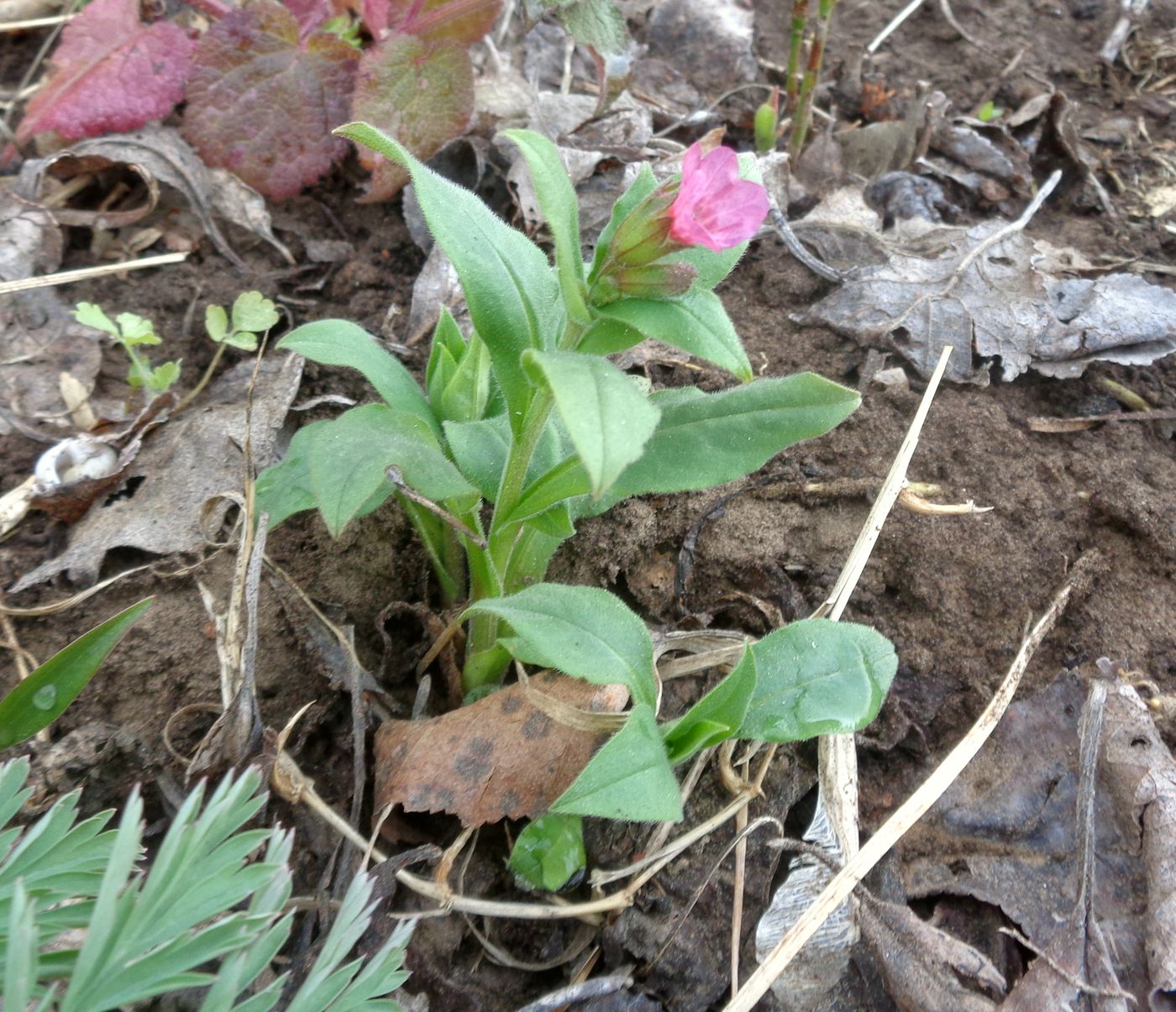Изображение особи Pulmonaria obscura.