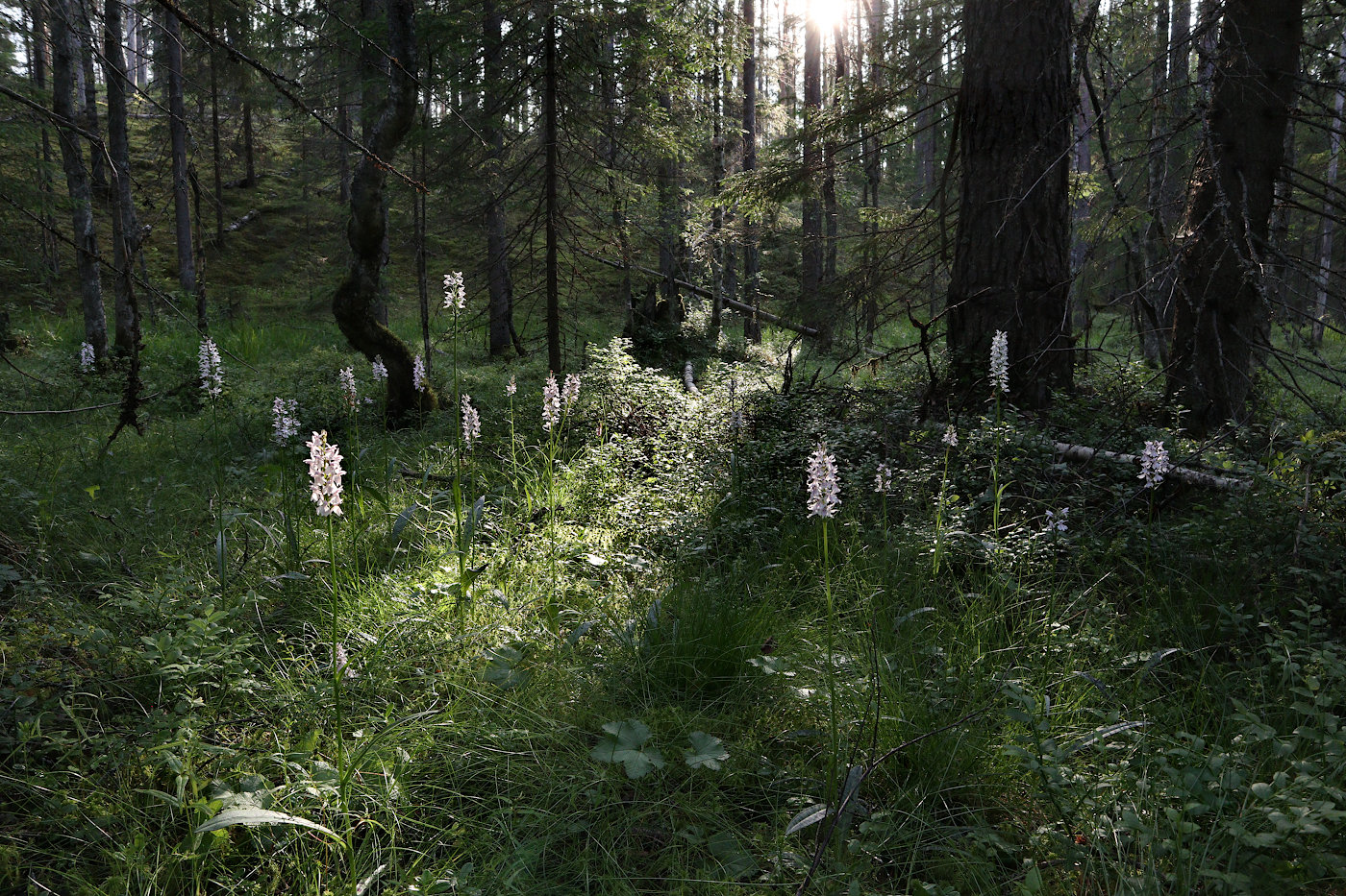 Image of Dactylorhiza fuchsii specimen.