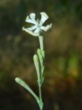 Silene bupleuroides. Верхушка цветущего растения. Крым, Севастополь, Северная сторона, в сосновой роще. Июль 2019 г.