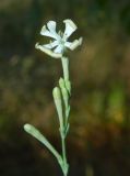 Silene bupleuroides