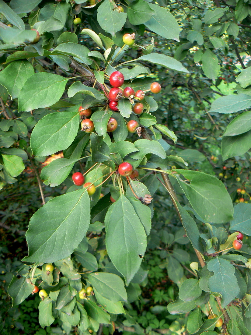 Image of Malus floribunda specimen.