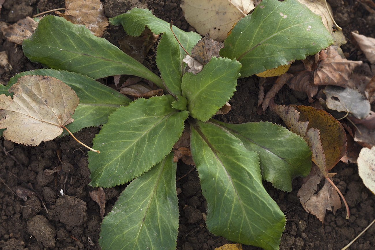 Image of Primula maximowiczii specimen.