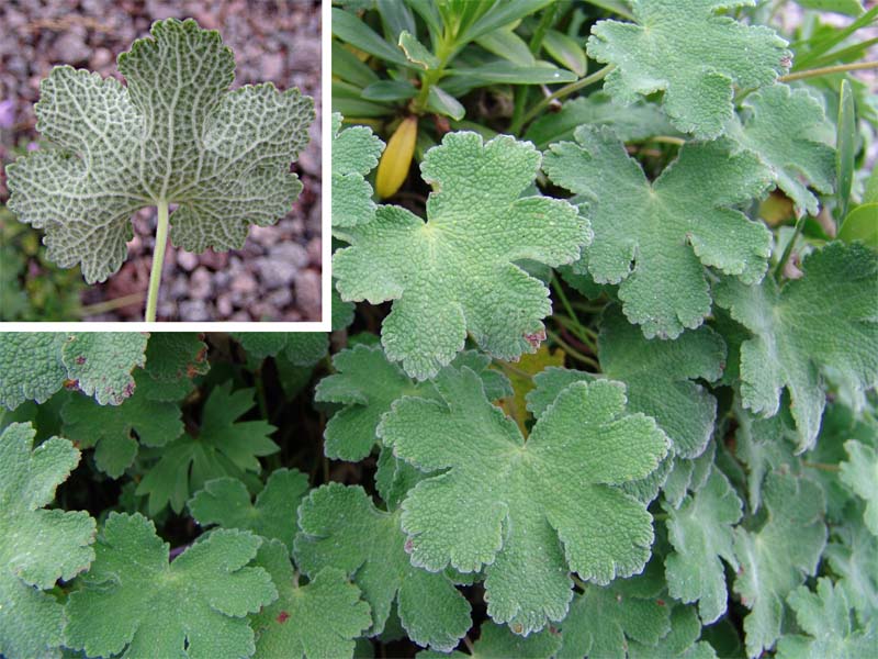 Image of Geranium renardii specimen.