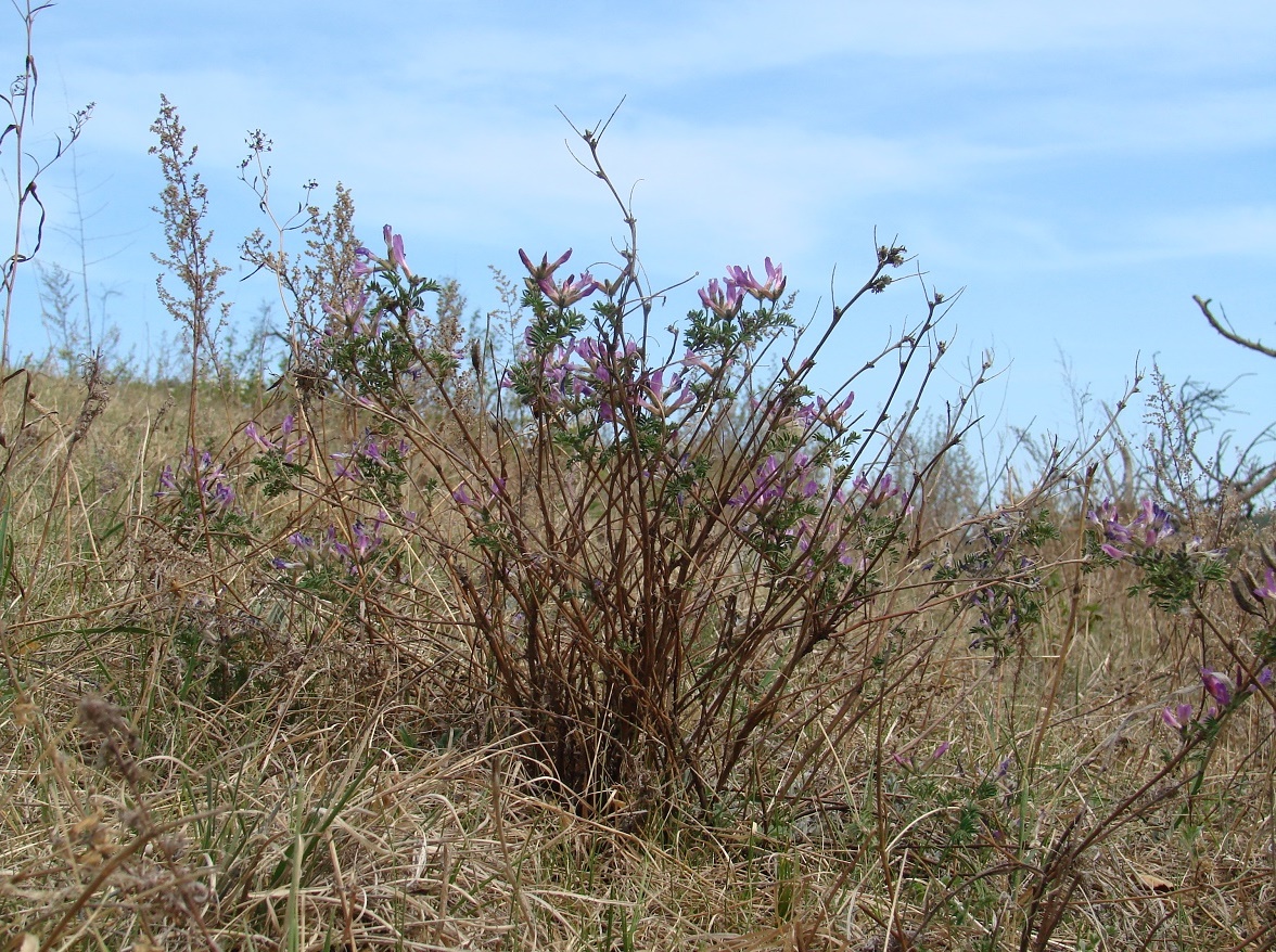 Image of Astragalus suffruticosus specimen.