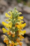 Phlomoides goloskokovii