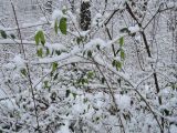 Lonicera xylosteum. Вегетирующие растения под снегом. Беларусь, г. Гродно, лесопарк Пышки. 24.12.2018.