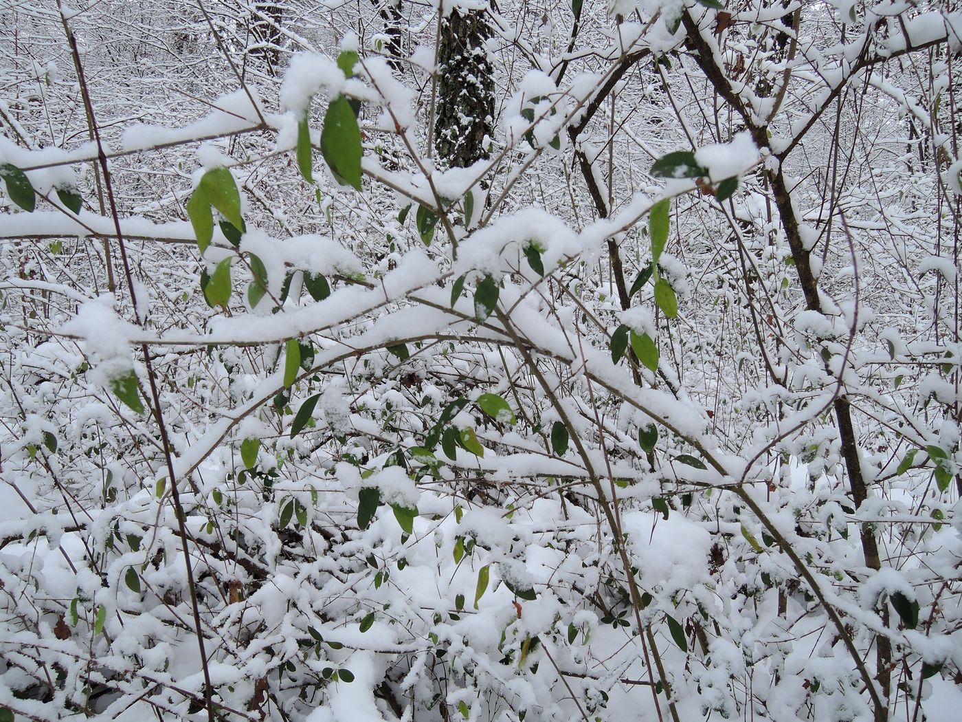 Изображение особи Lonicera xylosteum.