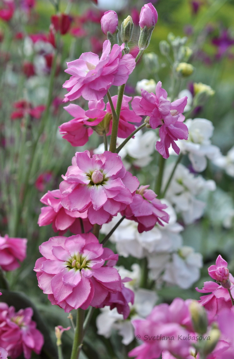 Изображение особи Matthiola incana.